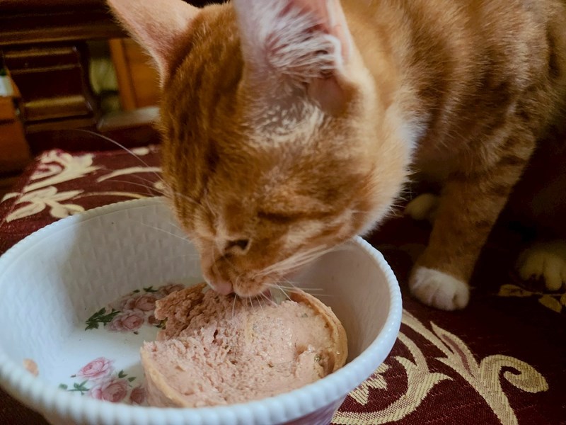 女人知己試用大隊,口碑行銷,部落客行銷,PURRFACT 波菲特貓用主食罐,主食罐,PURRFACT波菲特,貓主食罐,貓罐,PURRFACT波菲特貓用主食罐,魚肉蔓越莓主食罐,鮮嫩雞主食罐,鹿肉雞肉主食罐,牛肉鵪鶉貓主食罐,干貝蠶蛹配方,鱷魚肉白木耳配方,雞肉魚肉配方,安心鶉配方,評價,體驗,適口性佳,心得,成貓適用,高齡貓適用,質地是慕絲狀